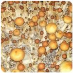 Псилоцибиновые (галлюциногенные) грибы в Бутурлиновке Psilocybin "Golden Teacher" Псилоцибиновые (галлюциногенные) грибы в Бутурлиновке Psilocybin "Golden Teacher"