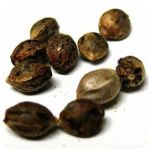 Семена марихуаны АК-47  (Seeds AK-47) в Бутурлиновке